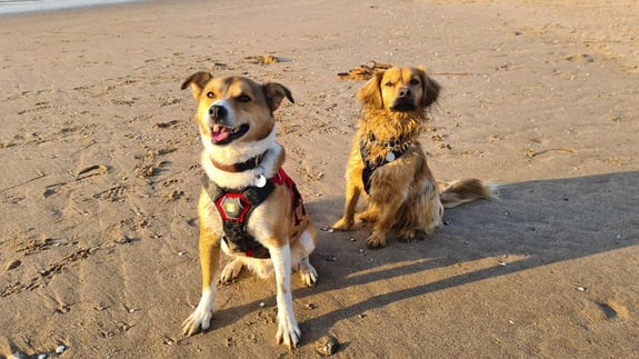 Bingo und Boby am Rhein