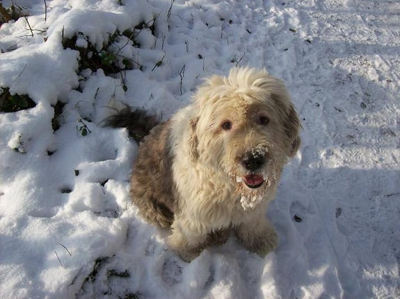 Cosmo Heikes Bobtail vor Bingo